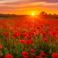 Poppy field