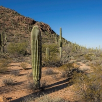 Saguaro National Park scenic loop, Tucson Arizona