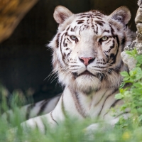 White Tiger