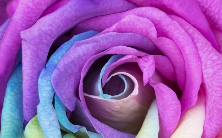 Rose - skin, summer, blue, trandafir, petals, flower, pink, purple, rose, vara