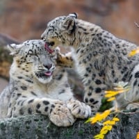 Snow Leopard and Cub