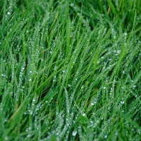 Water Drops on Grass