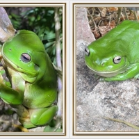 FROG COLLAGE