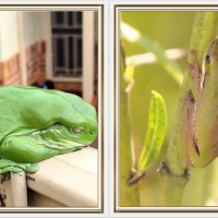 FROG COLLAGE