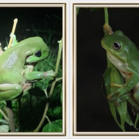 FROG COLLAGE