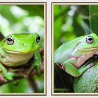 FROG COLLAGE