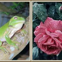 FROG AND FLOWER COLLAGE