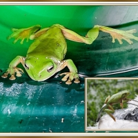 FROG COLLAGE