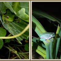 FROG COLLAGE