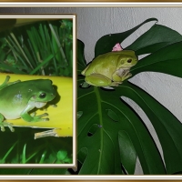 FROG COLLAGE