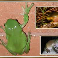 FROG COLLAGE