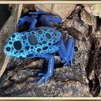 POISON DART FROG