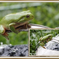 FROG COLLAGE