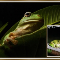 FROG COLLAGE