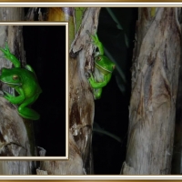 FROG COLLAGE