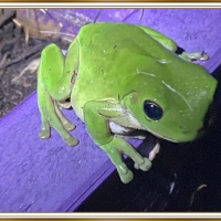 CUTE FROG