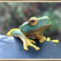 CUTE FROG