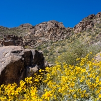 White Tank Mountains, Arizona