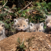 4 New Red Fox Kits