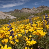 Superbloom, Mohave County, Arizona