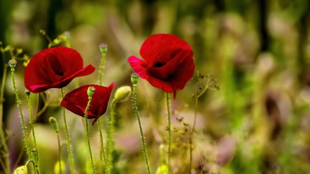 Poppies - beautiful, flowers, greenery, meadow, poppies, summer