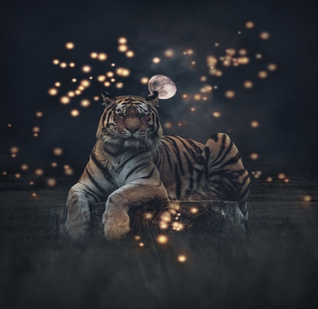 Tiger - moon, water, night, reflection, stars, tiger, cat, dark, black, fantasy, pisici, tigru, luna