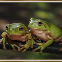 LOVELY FROGS