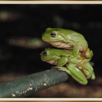 FROG BUDDIES