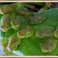 CUTE FROGS