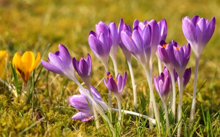 Crocuses - macro, flowers, purple, crocuses