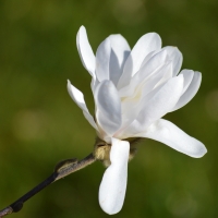 Magnolia