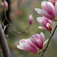 Magnolia