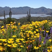 Bartlett Lake in Spring, Arizona