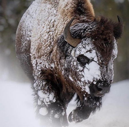 Bison by Mike Darter - mike darter, winter, bison, snow, iarna, yellowstone park, canyon junction