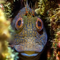 Crack Rock Blenny Male Fish by Tony Reed