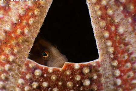 Sanctuary runne-up by Mnimmo - coral, water, nature, red, sanctuary, pesti, fish, mnimmo