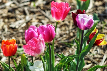 Colorful tulips - viragok, termeszet, tulipanok, szirmok