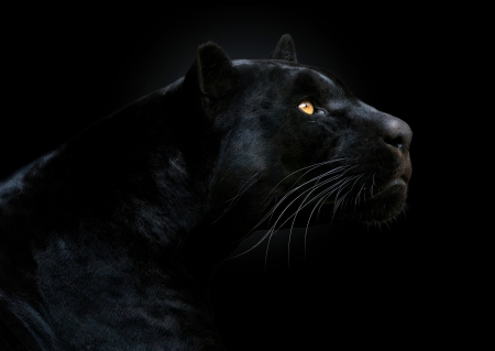 Black panther - jaguar, big cat, animal, pisici, black panther, nature
