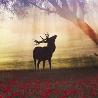 Deer on the spring meadow