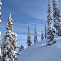 Snowy Trees