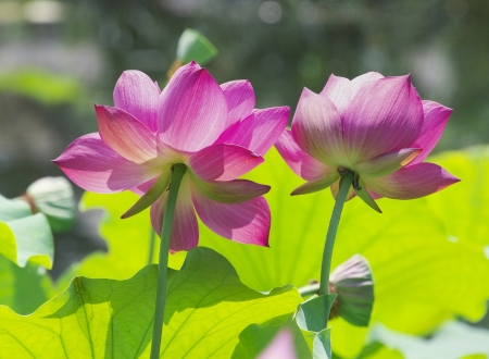 A blooming lotus - kivirul, kozelkep, lotusz, novenytan, rozsaszin virag, szirmok, termeszet, viragok, vizi noveny