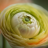 Persian buttercup