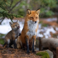 Fox and Cub