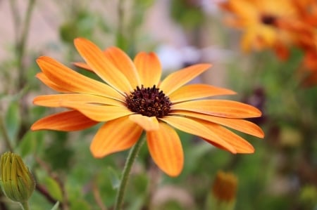 Orange flower - narancssarga, viragszirmok, tavaszi, szirmok