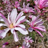 Magnolia