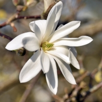 Magnolia