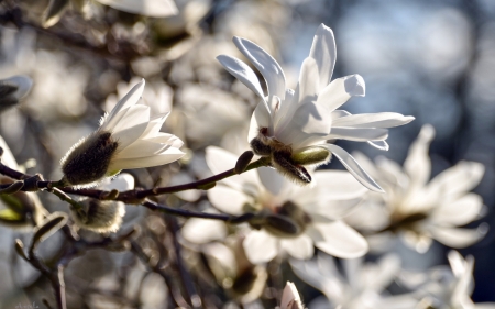 Magnolia - Latvia, white, magnolia, blossoms