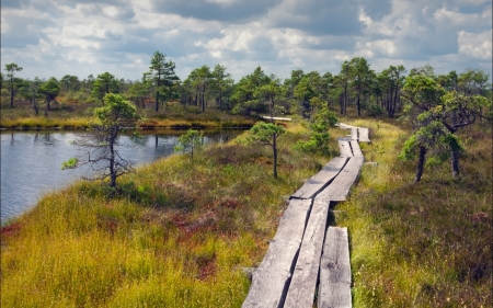 Wooden Path in Swamp - path, Latvia, pines, wooden, swamp