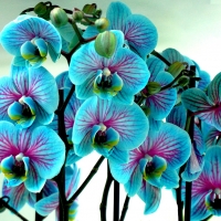 Blue orchids