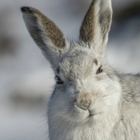 Mountain Hare